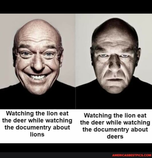 Watching the lion eat Watching the lion eat the deer while watching the deer while watching the documentry about the documentry about lions deers