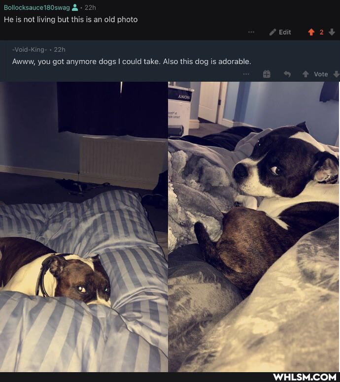Bollocksauce180swag
He is not living but this is an old photo
Edt #2
~Void-King-
Awww, you got anymore dogs could take. Also this dog is adorable.
Vote