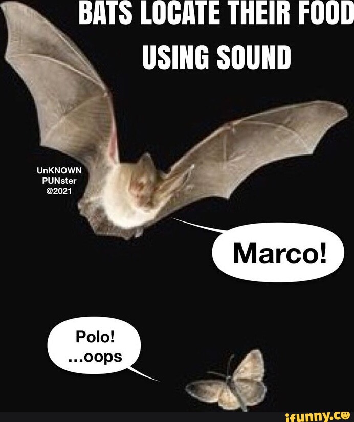 BATS LOCATE THEIR FOOD USING SOUND UnKNOWN PUNster 2021 iFunny