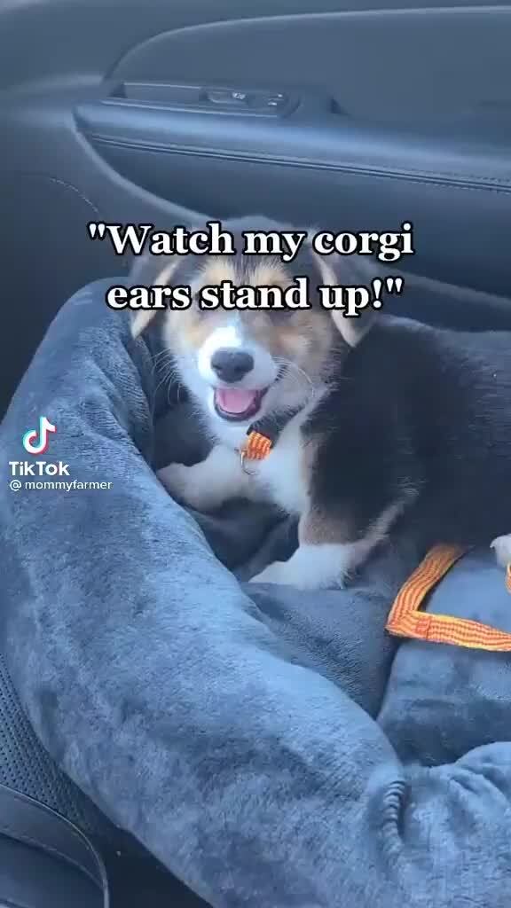 when should a corgis ears stand up