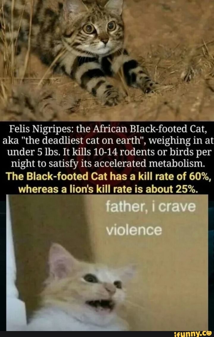 Felis Nigripes: the African Black-footed Cat, aka "the deadliest cat on earth", weighing in at under 5 lbs. It kills 10-14 rodents or birds per
night to satisfy its accelerated metabolism.
The Black-footed Cat has a kill rate of 60%, whereas a lion's kill rate is about 25%.