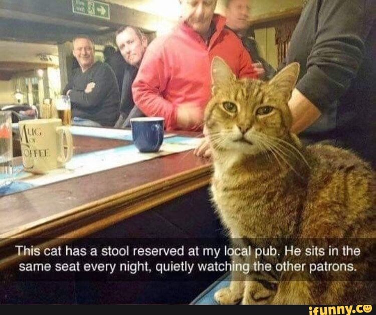 This cat has a stool reserved at my I pub. He sits in the same seat every night, quietly watc the other patrons.
Mat