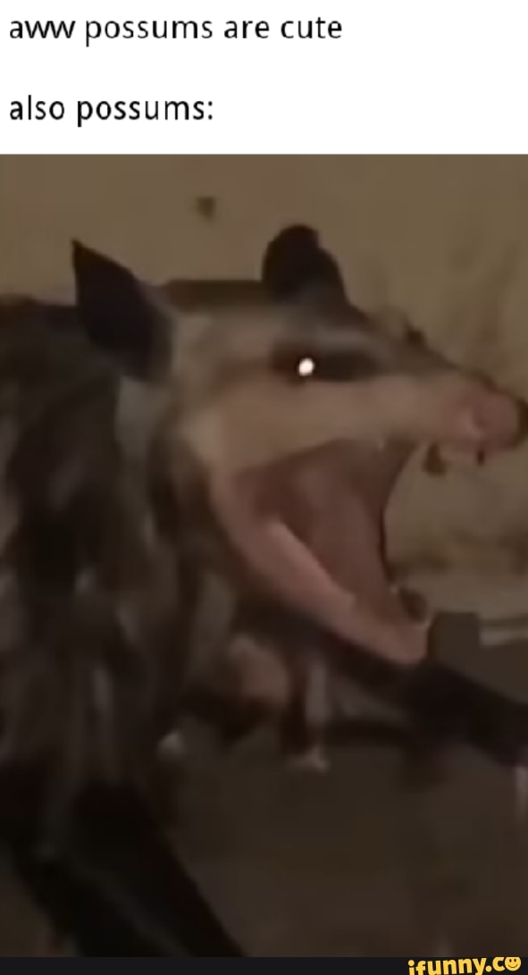 aww possums are cute
also possums: