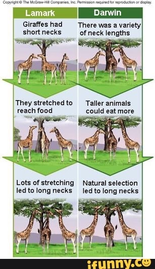 Giraffes had There was a variety shortnecks of neck lengths They  stretchedto -Taller animals reach food could eat more Lots of stretching  Natural selection ledtolongnecks led to long necks 
