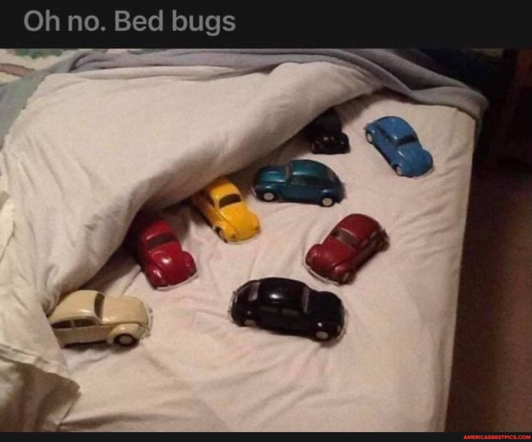 Oh no. Bed bugs
AN