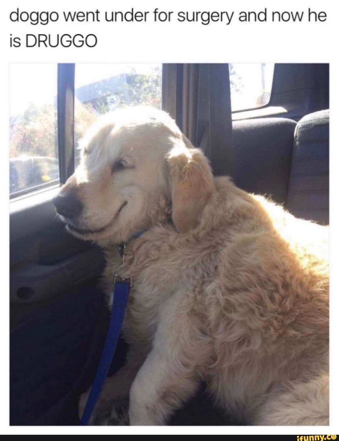 doggo went under for surgery and now he
is DRUGGO