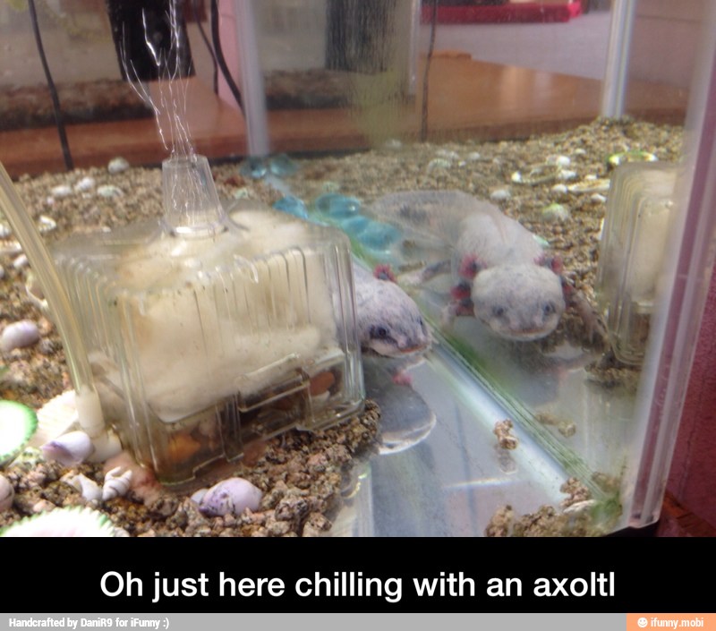 Oh just here chilling with an axoltl - Oh just here chilling with an axoltl