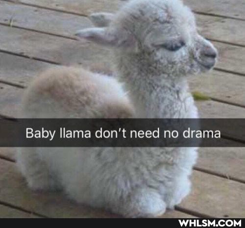 Baby llama need no drama