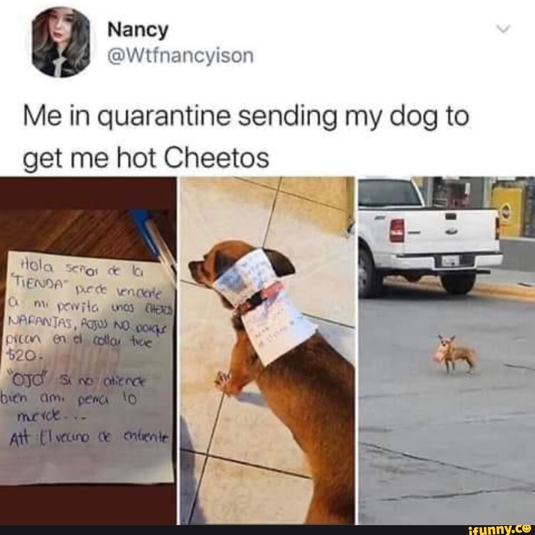 Can I Give My Dog Hot Cheetos