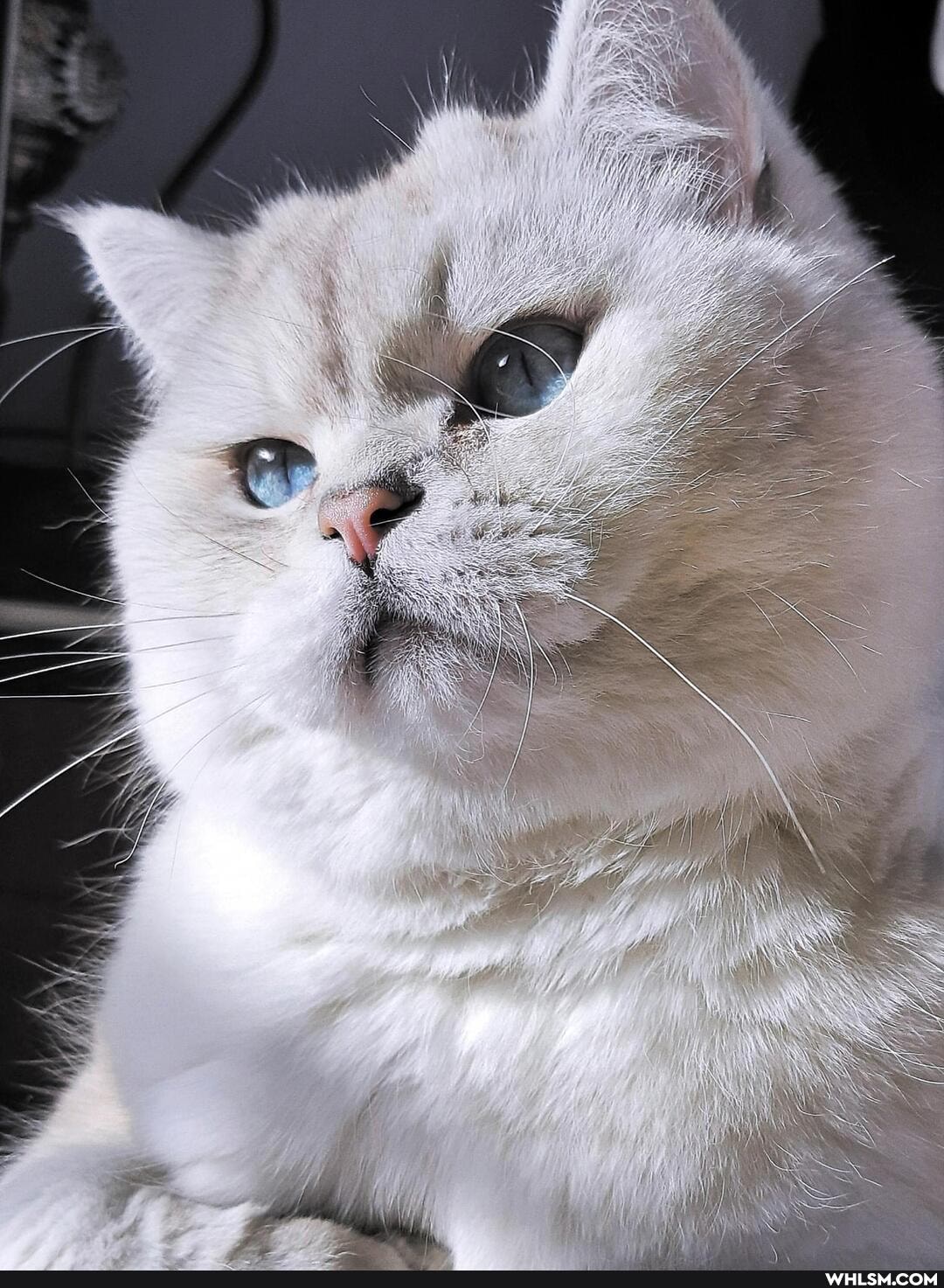 beautiful, cats, funny