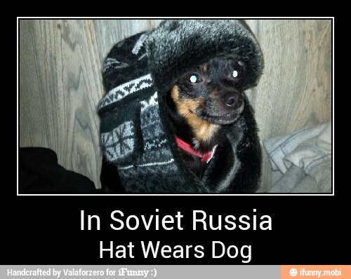 dog with soviet hat