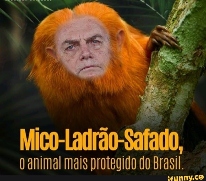 Mico-Ladrão-Safado, animal mais protegido do Brasil. - iFunny Brazil