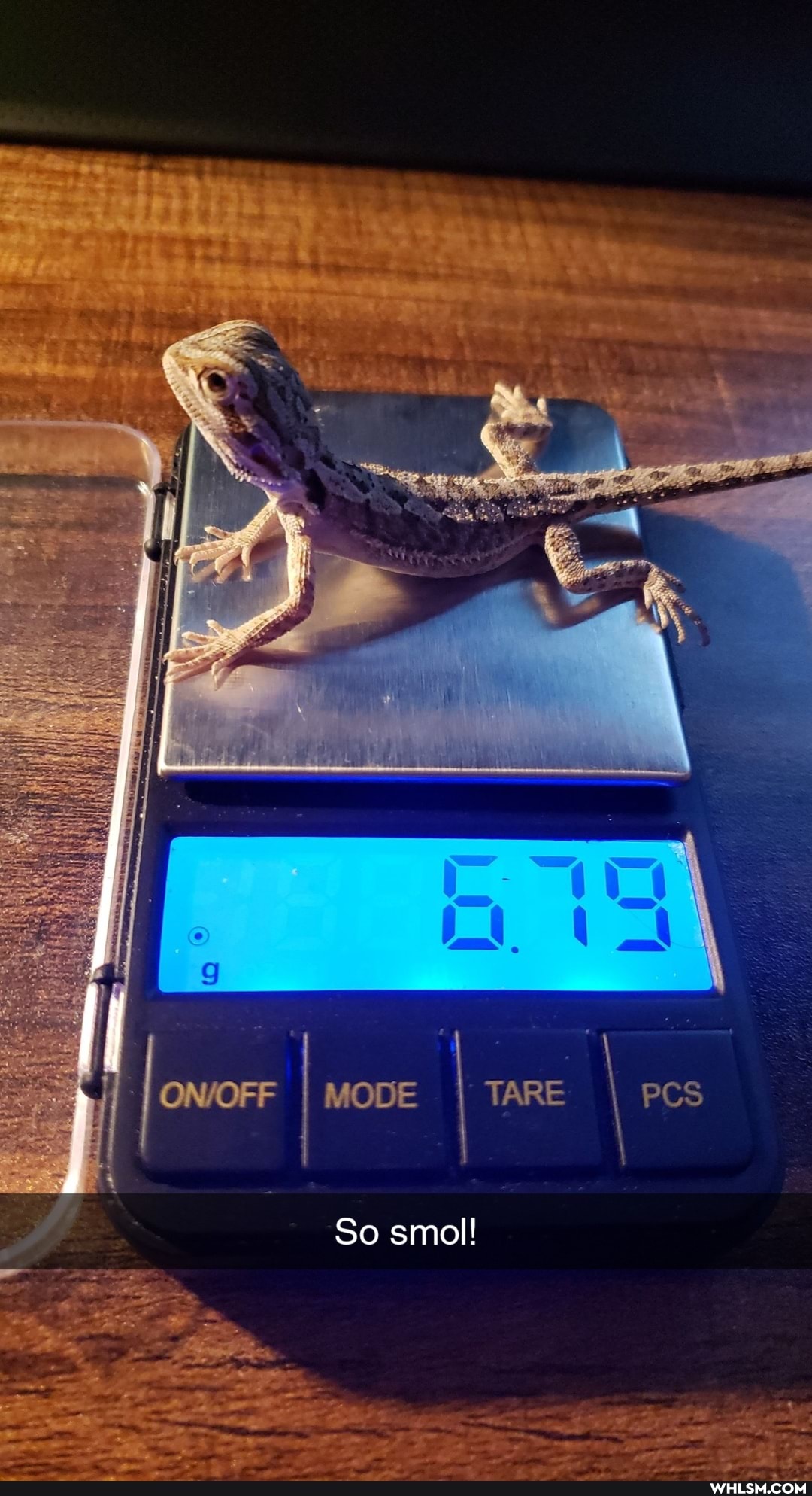 MODE TARE
So smol!
