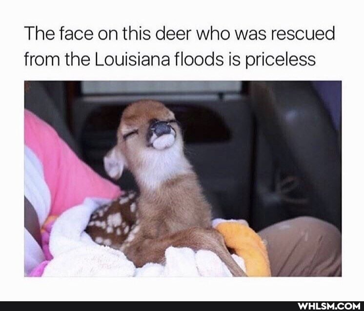 The face on this deer who was rescued from the Louisiana floods is priceless