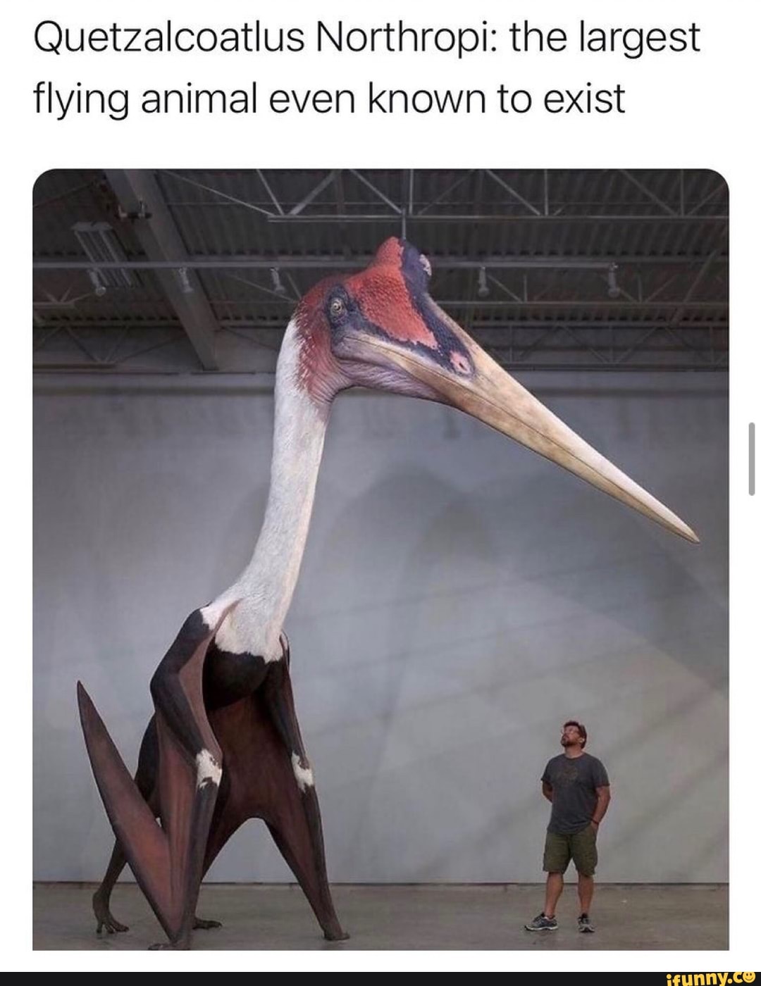 Quetzalcoatlus Northrop: the largest flying animal even known to exist -  