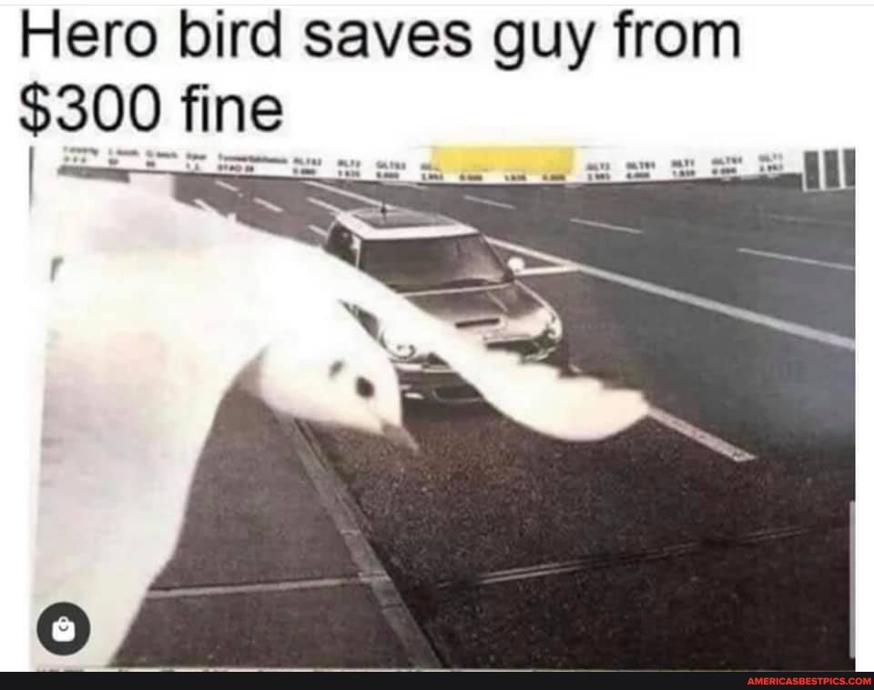 Hero bird saves guy from
$300 fine
