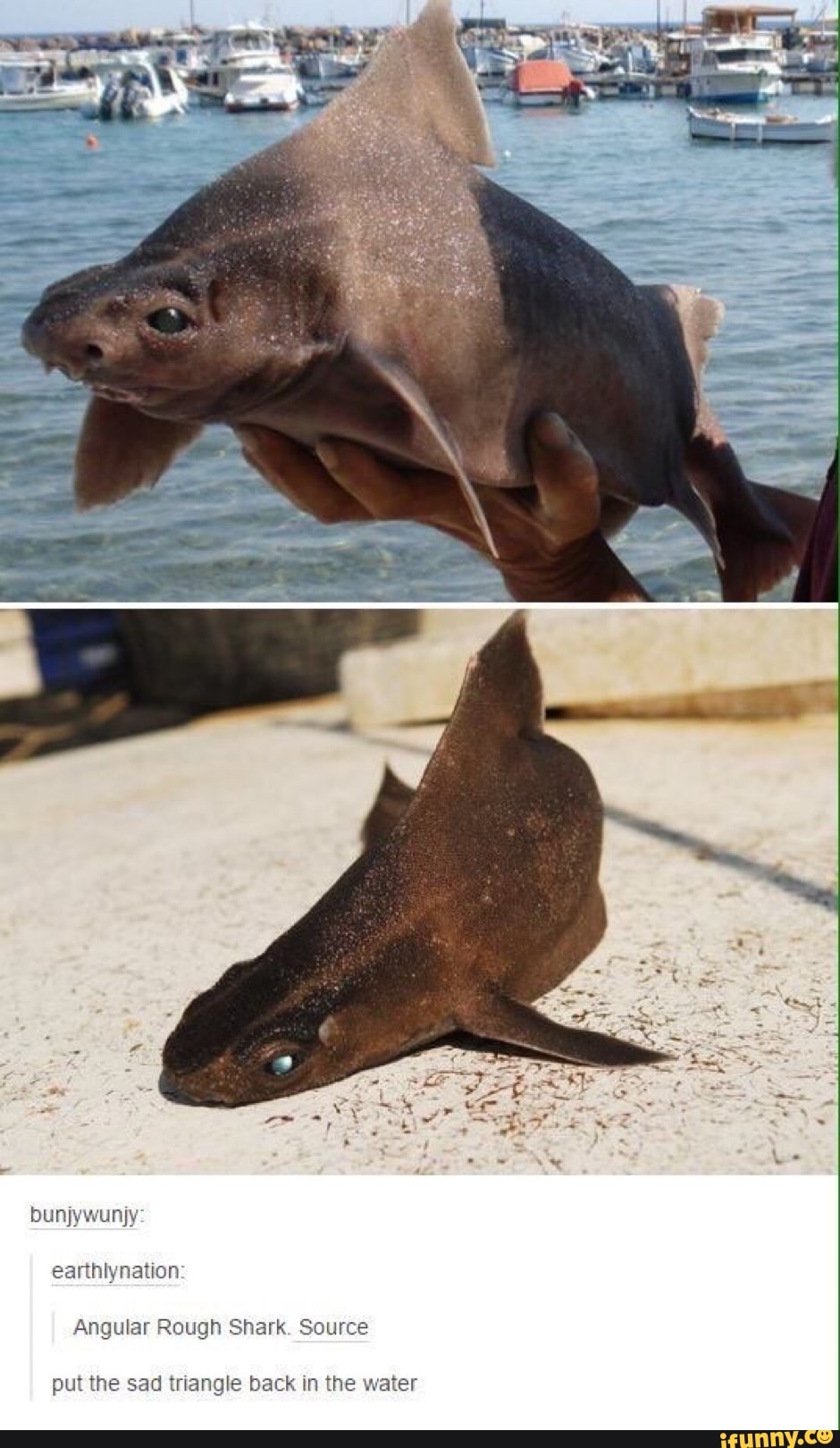 bunjywunjy
earthlynation
Angular Rough Shark. Source
put the sad triangle back in the water