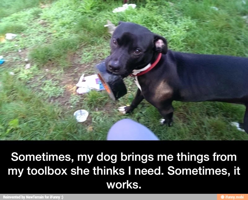 Sometimes, my dog brings me things from
my toolbox she thinks I need. Sometimes, it
works.