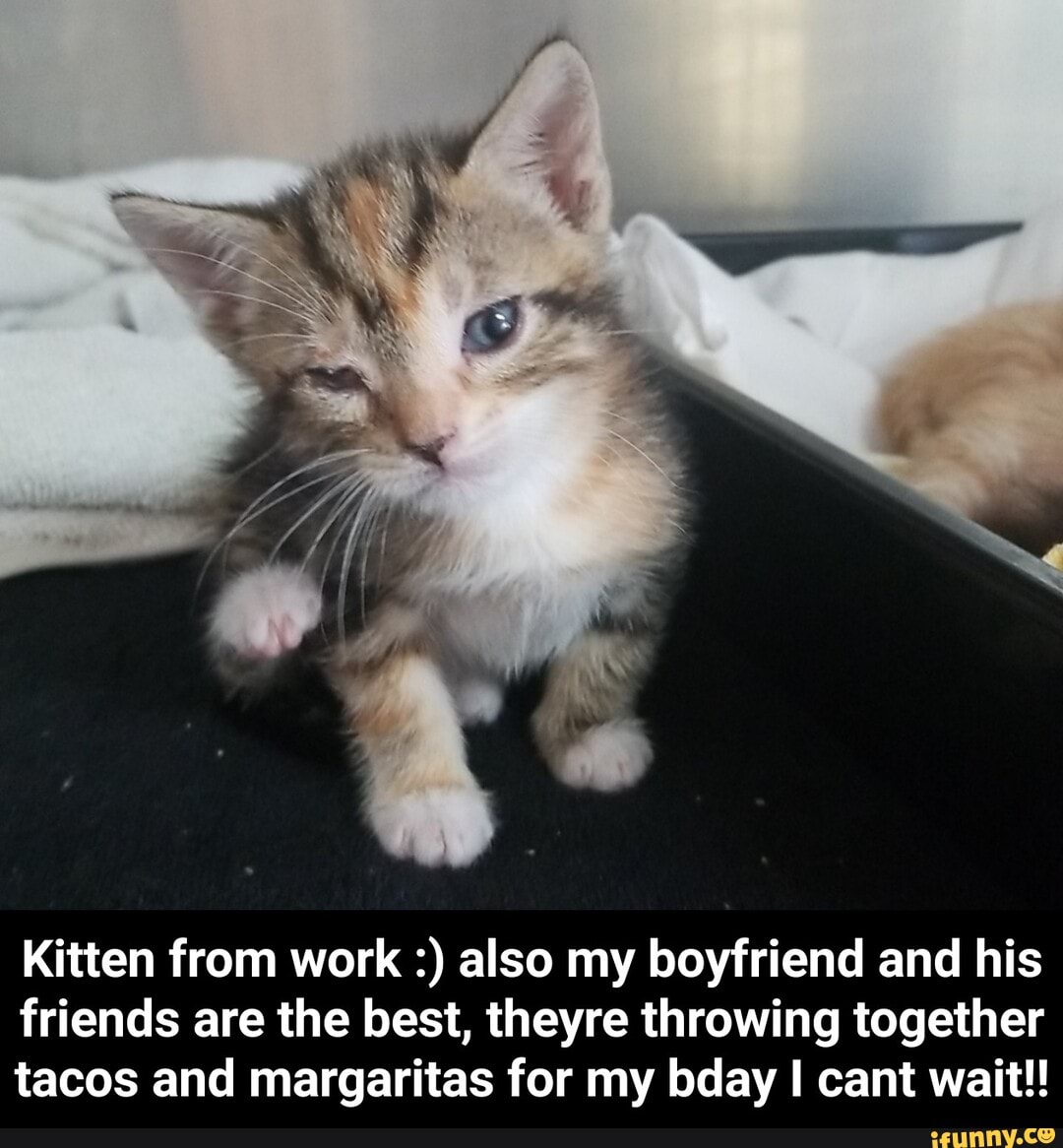 Kitten from work also my boyfriend and his
friends are the best, theyre throwing together
tacos and margaritas for my bday I cant wait!! - Kitten from work :) also my boyfriend and his friends are the best, theyre throwing together tacos and margaritas for my bday I cant wait!!