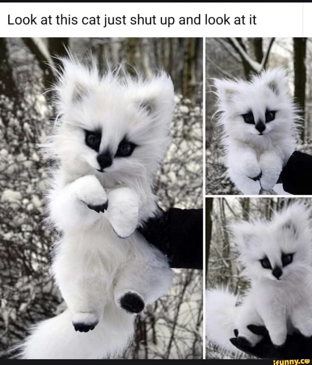 Look at this cat just shut up and look at it