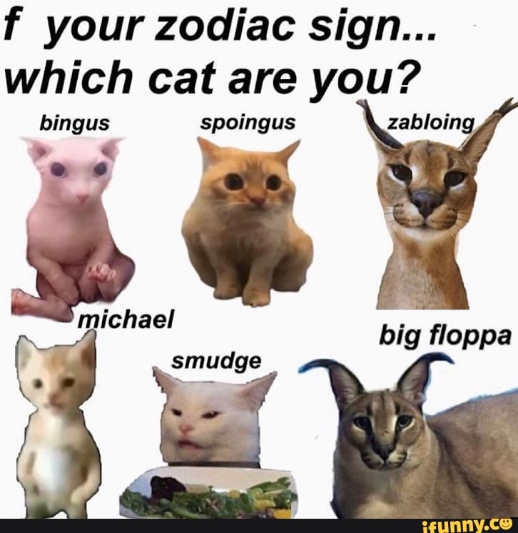 F your zodiac sign... which cat are you? zabloing, bingus spoingus ...