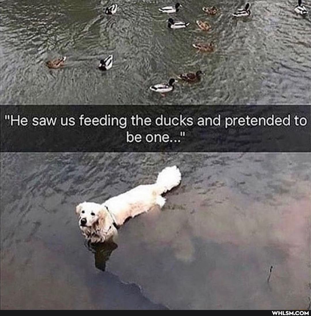 TAN
"He saw us feeding the ducks and pretended to be one..."