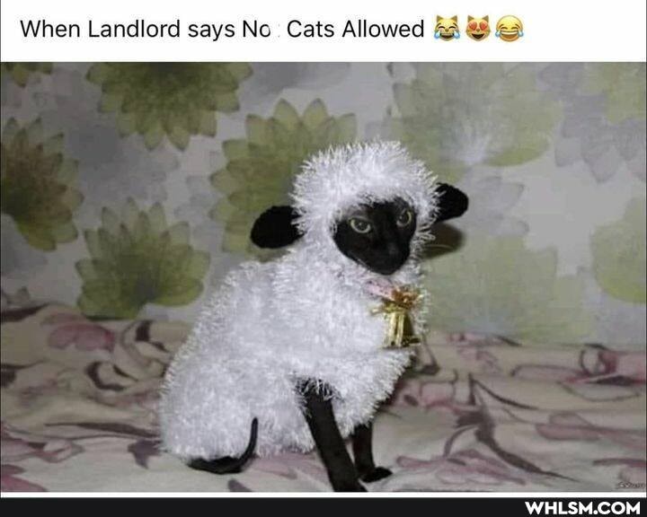 When Landlord says No Cats Allowed