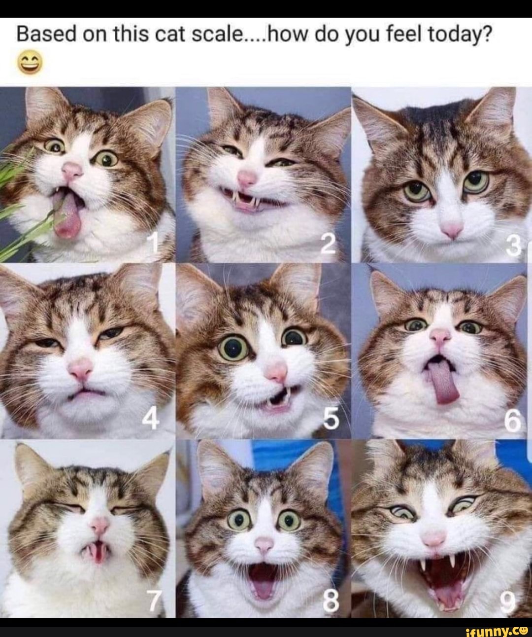 Based On This Cat Scale How Do You Feel Today An Ifunny