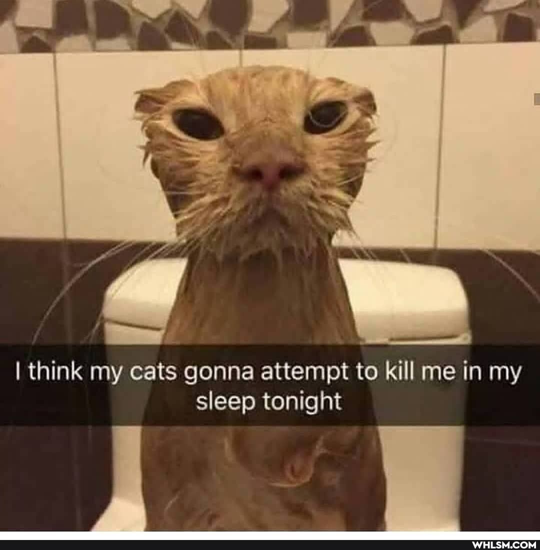 I think my cats gonna attempt to kill me in my sleep tonight
ff