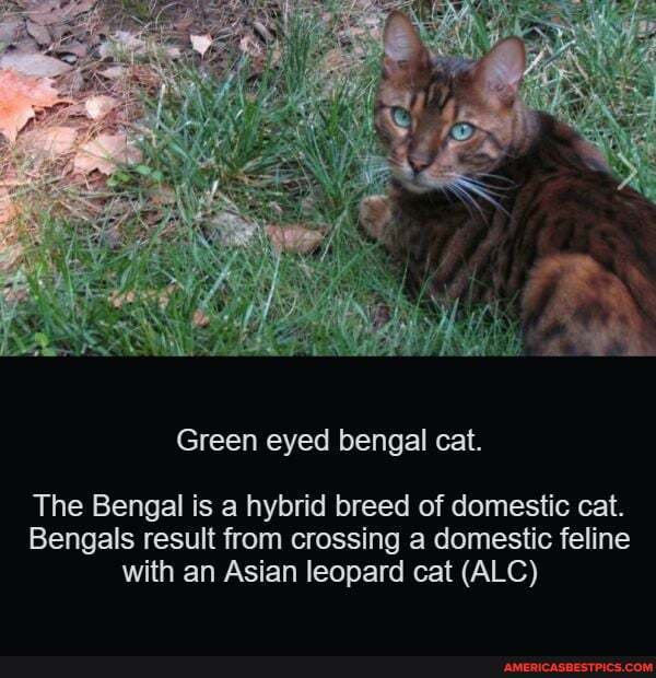 Green eyed bengal cat.
The Bengal is a hybrid breed of domestic cat.
Bengals result from crossing a domestic feline with an Asian leopard cat (ALC)