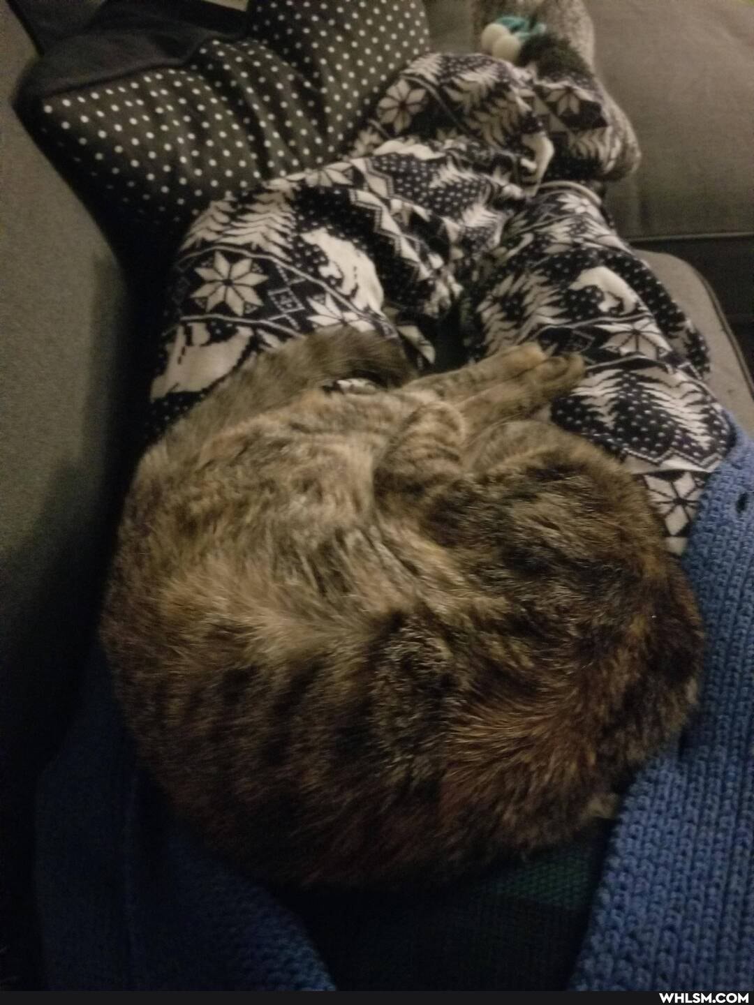 cat, aww, kitten