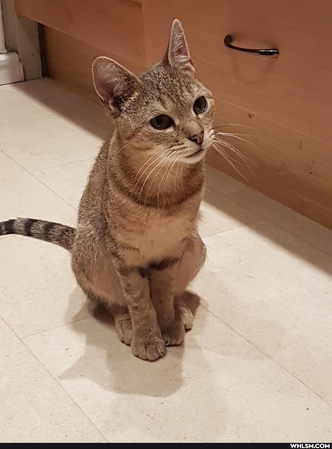 cat