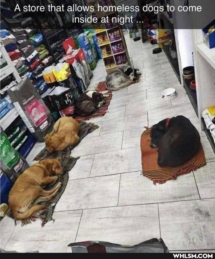 store that allows homeless dogs to come inside at night