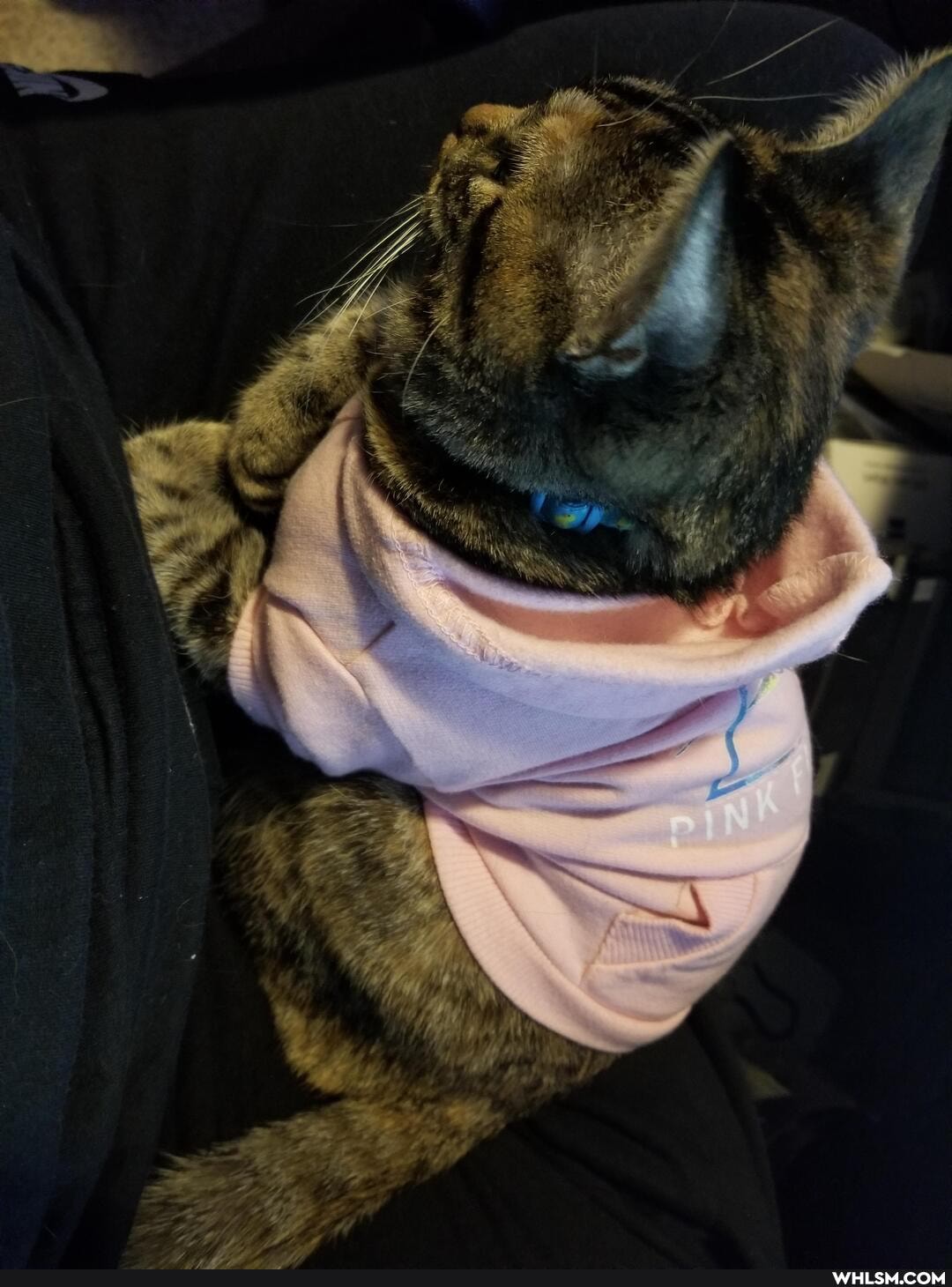 aww, neutral_post, cat