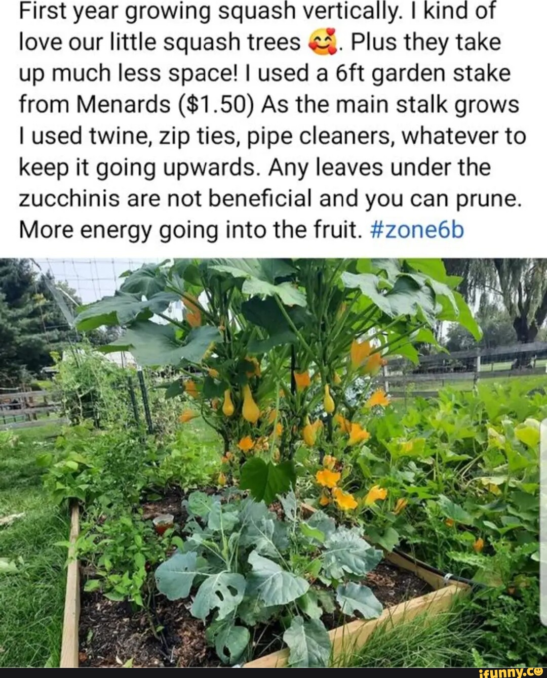 First year Growing squash vertically, I kind or love our little squash