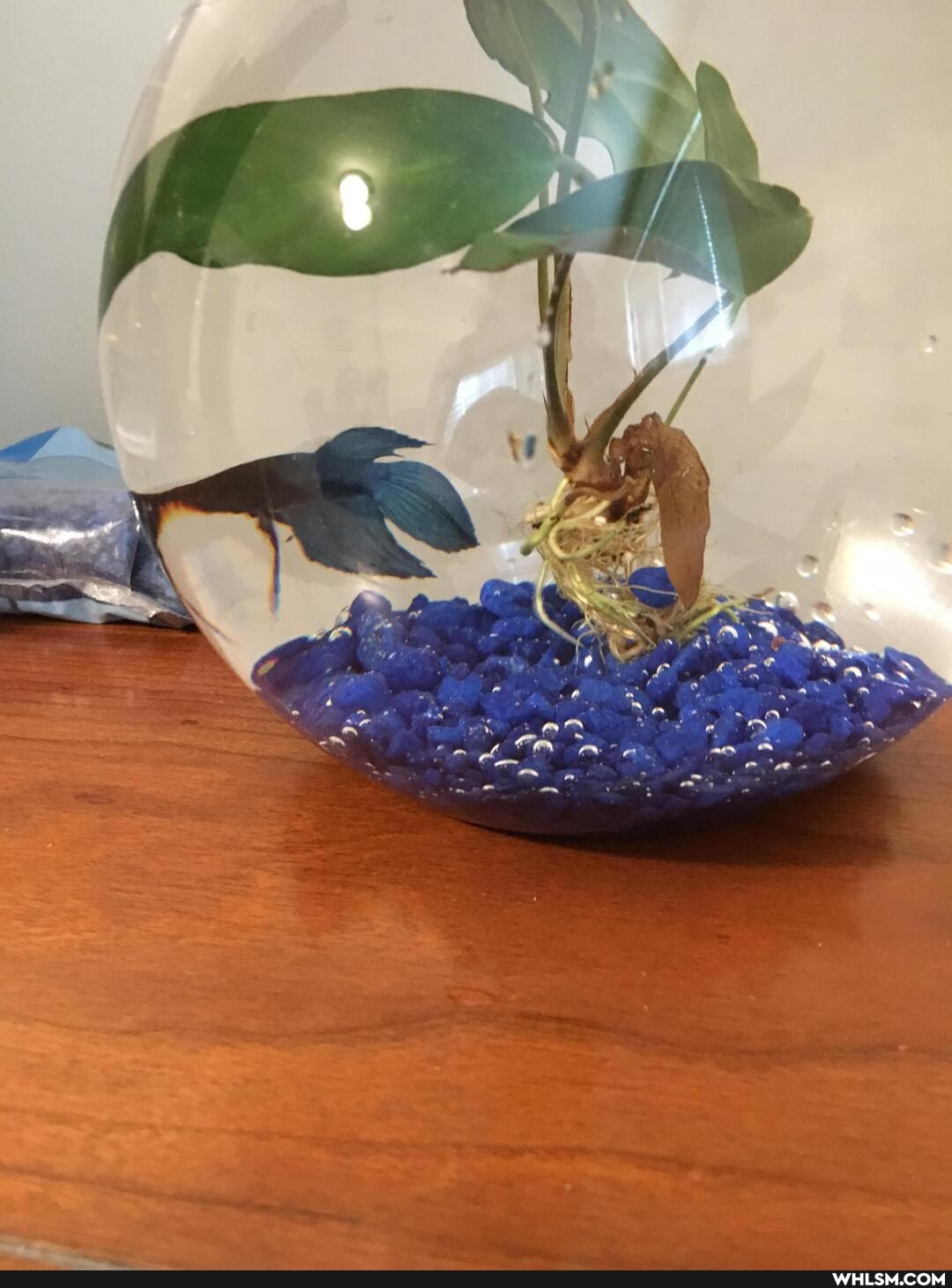 fish, betta_fish, help, advice_animals, i_replaced_my_roommate_with_a_fish