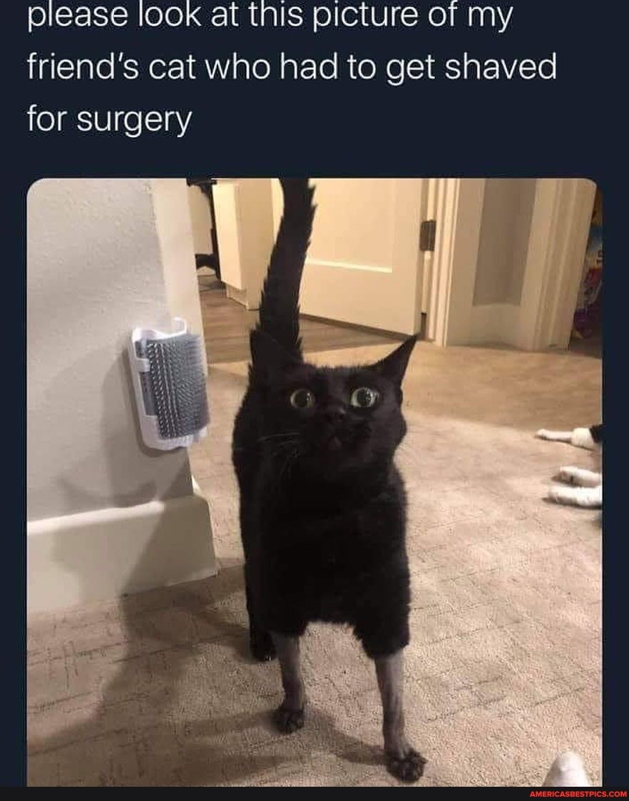 please look at this picture of my friend's cat who had to get shaved for surgery