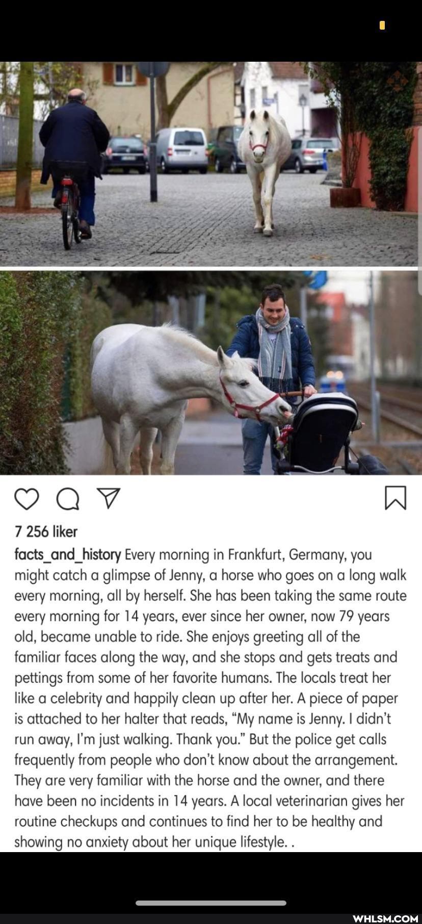 7 256 liker
facts_and_history Every morning in Frankfurt, Germany, you might catch a glimpse of Jenny, a horse who goes on a long walk every morning, all by herself. She has been taking the same route every morning for 14 years, ever since her owner, now 79 years old, became unable to ride. She enjoys greeting all of the familiar faces along the way, and she stops and gets treats and pettings from some of her favorite humans. The locals treat her like a celebrity and happily clean up after her. A piece of paper is attached to her halter that reads, "My name is Jenny. I didn't run away, I'm just walking. Thank you." But the police get calls frequently from people who don't know about the arrangement.
They are very familiar with the horse and the owner, and there have been no incidents in 14 years. A local veterinarian gives her routine checkups and continues to find her to be healthy and showing no anxiety about her unique lifestyle. .