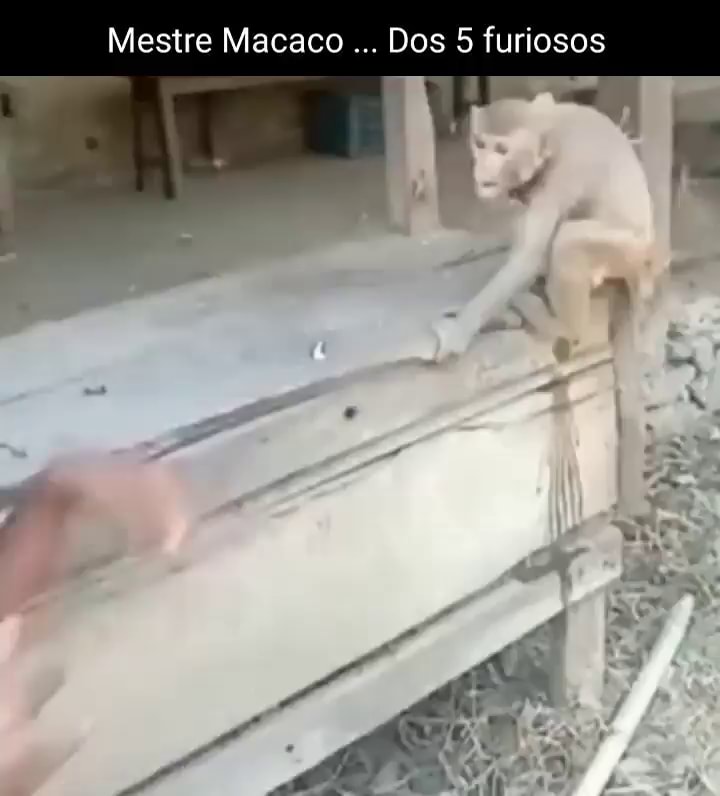 Macaco Mestre