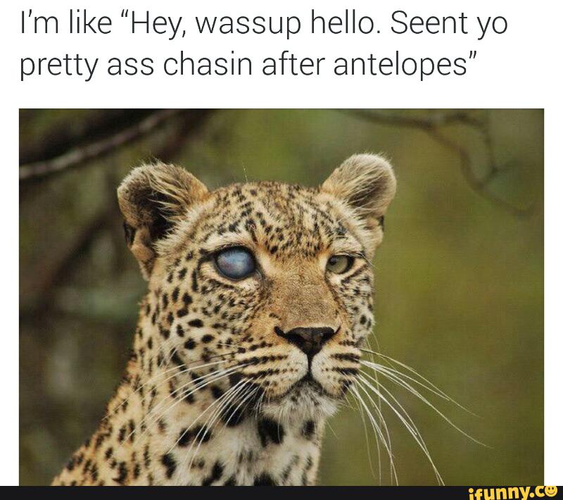 I M Like Hey Wassup Hello Seent Yo Pretty Ass Chasin After Antelopes