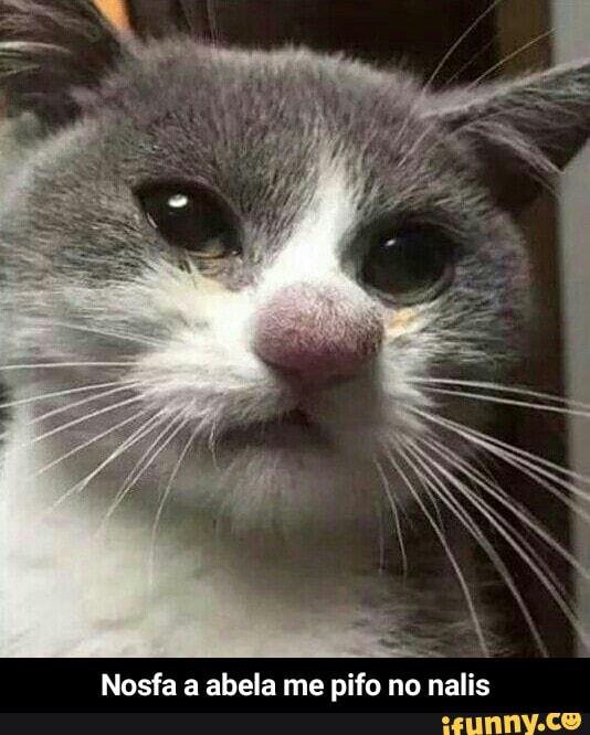 Nosfa a abela me pifo no nalis - Nosfa a abela me pifo no nalis