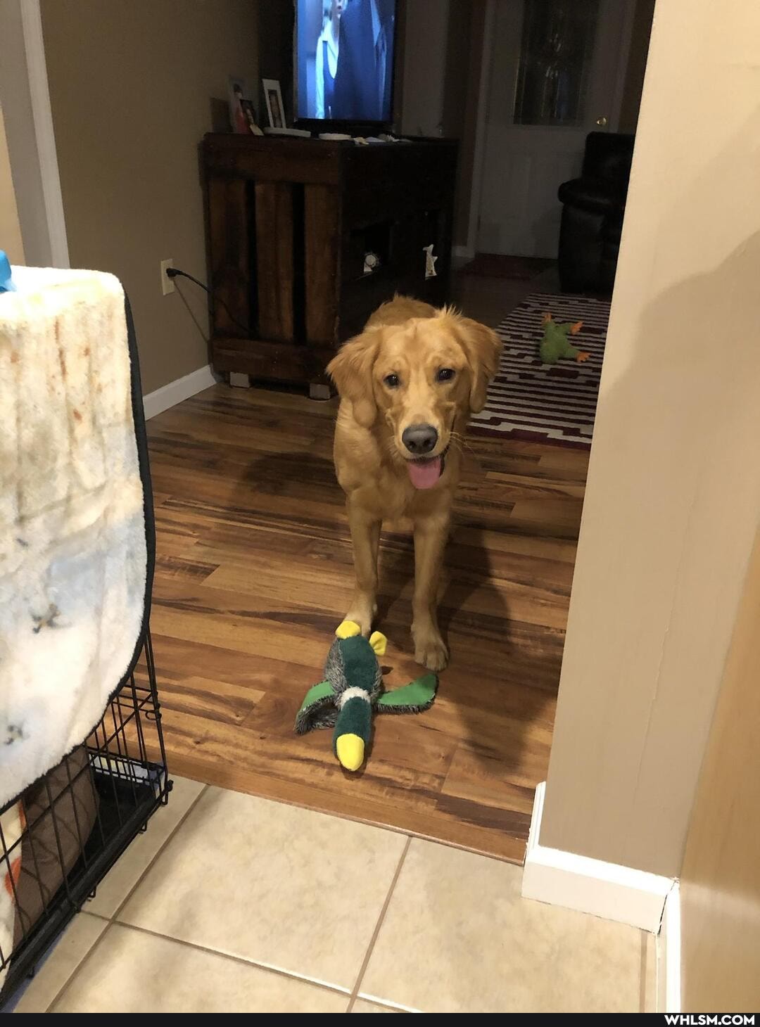 dog, aww, golden_retriever, doggo