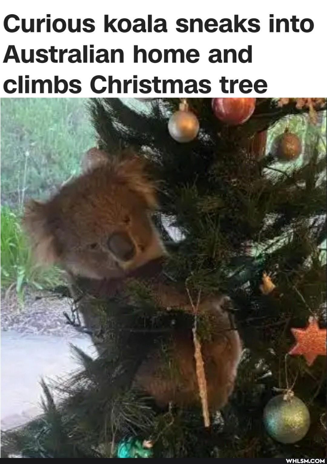 Curious koala sneaks into
Australian home and climbs Christmas tree