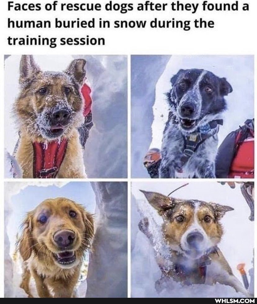 Faces of rescue dogs after they found a human buried in snow during the training session
dd/