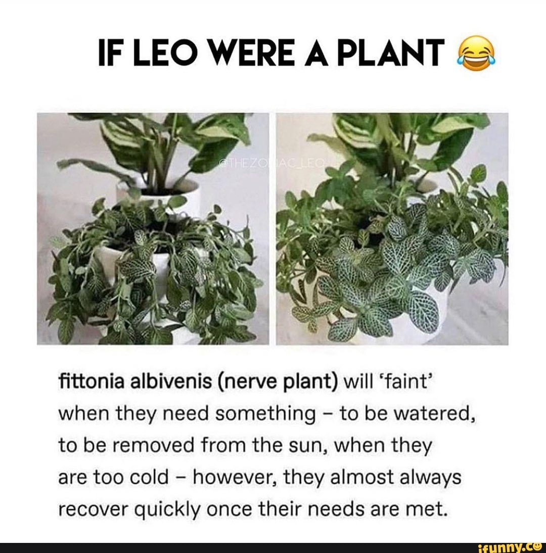 IF LEO WERE A PLANT fittonia albivenis (nerve plant) will