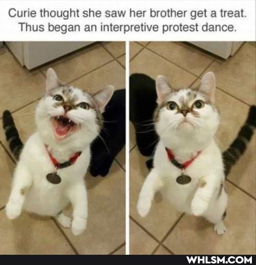 Curie thought she saw her brother get a treat
Thus began an interpretive protest dance.