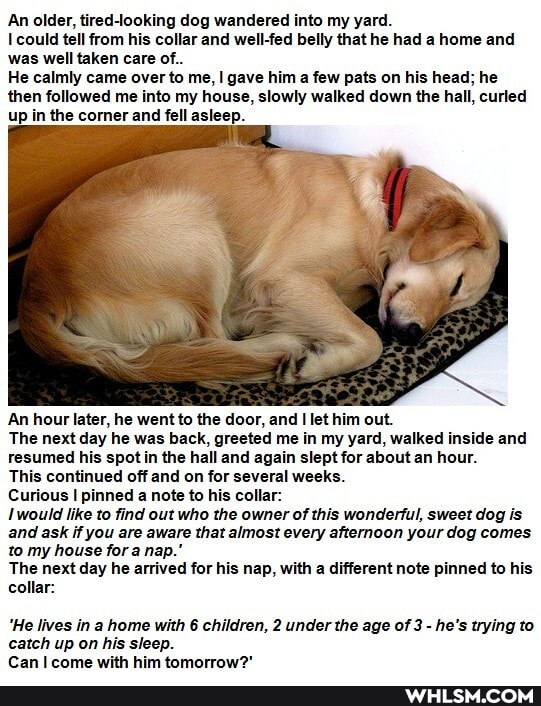 An older, tired-looking dog wandered into my yard.
could tell from his collar and well-fed belly that he had a home and was well taken care of.
He calmly came over to me, gave him a few pats on his head; he
then followed me into my house, slowly walked down the hall, curled up in the comer and fell asleep.
An hour later, he went to the door, and let him out.
The next day he was back, greeted me in my yard, walked inside and resumed his spot in the hall and again slept for about an hour.
This continued off and on for several weeks.
Curious I pinned a note to his collar:
would like to find out who the owner of this wondertul, sweet dog is and to ask my if you are for aware that almost every afternoon your dog comes to my house for a na
The next day he arrived for his nap, with a different note pinned to his collar:
'He lives in a home with 6 children, 2 under the age of 3 - he's trying to catch up on his sleep.