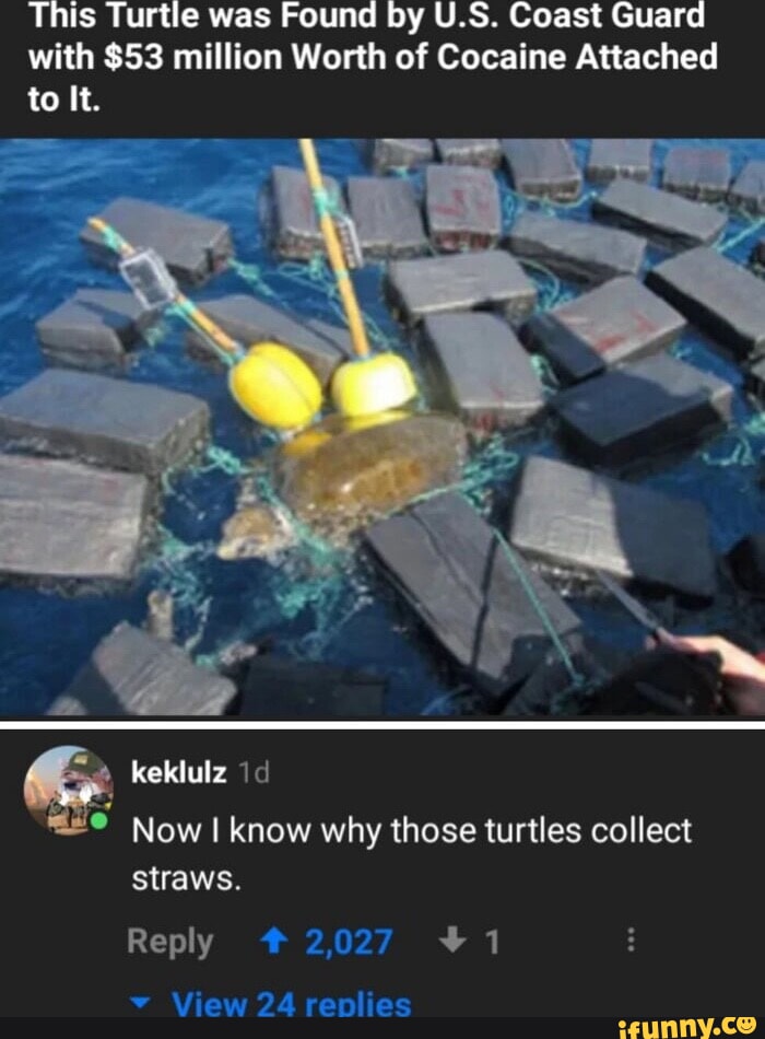 This Turtle was Found by U.S. Coast Guard with 53 million Worth of