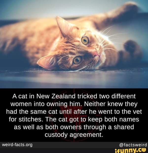 August 8 is International Cat Day A cat in New Zealand tricked two