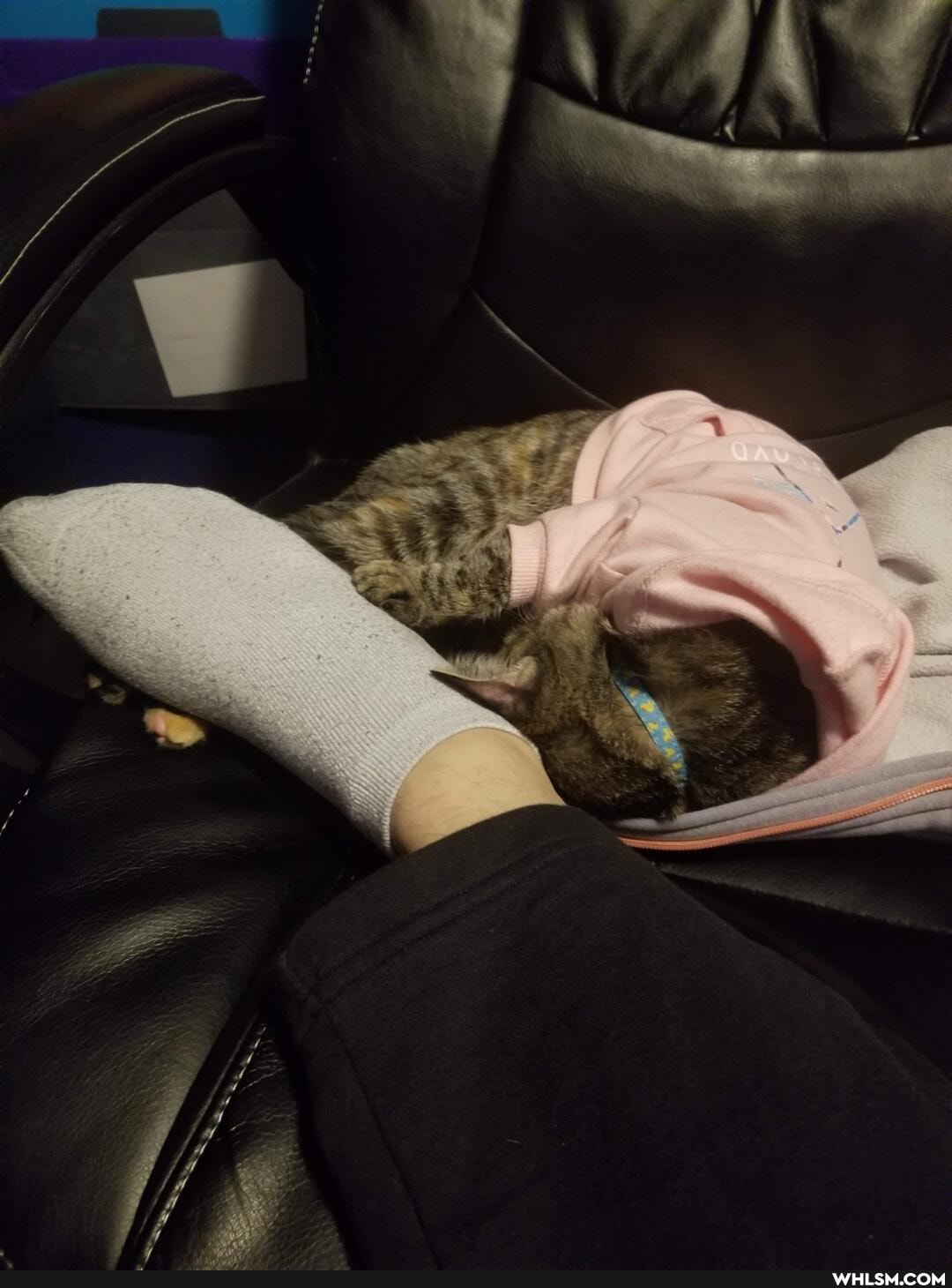 aww, caturday, cat